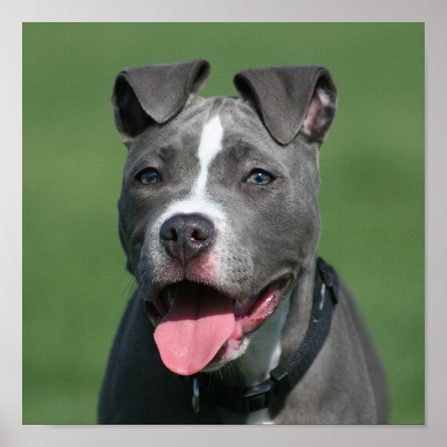 Póster Imagem de Blue Pitbull Puppy (Frente)