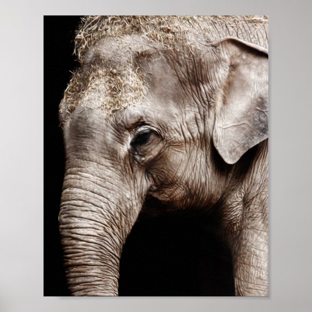 Póster Imagem de foto de elefante (Frente)
