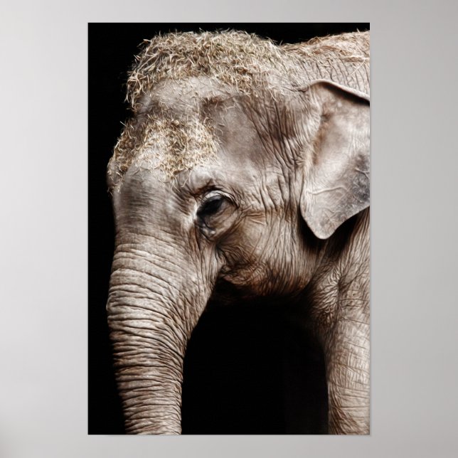 Póster Imagem de Foto do Elefante (Frente)