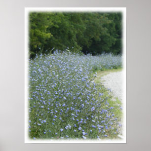 Póster Imagem de Paisagem da Flor de Frangos Roxos Selvag