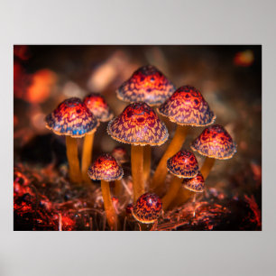 Poster Imagem de Pequenos Cogumelos Selvagens na Parede d