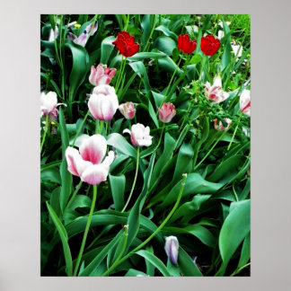 Poster Imagem de Tulipas Vermelhas e Rosa