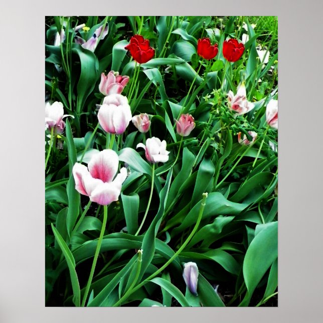 Poster Imagem de Tulipas Vermelhas e Rosa (Frente)