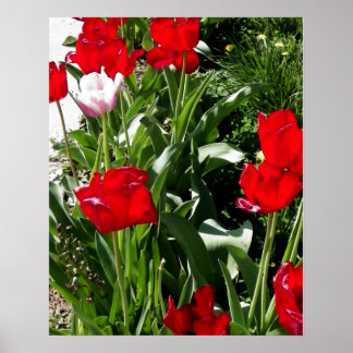 Póster Imagem de Tulipas Vermelhas e Rosa
