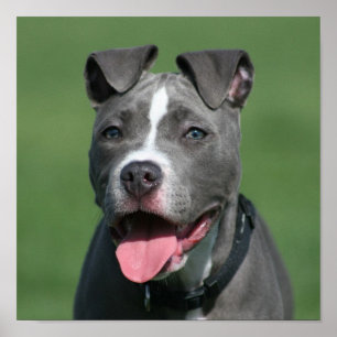 Póster Imagem do filhote de cachorro azul de Pitbull