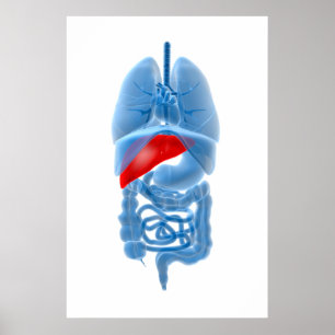 Póster Imagem do raio X de órgãos internos com pâncrea