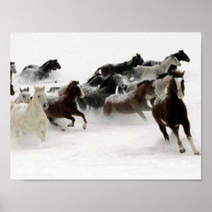 Póster Imagem dos cavalos