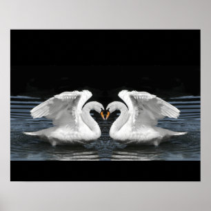 Póster Imagem invertida branca da cisne muda