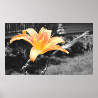 Póster Imagem Lily do Dia Laranja