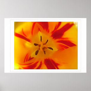 Póster Imagem macro de tulipa vermelha amarela
