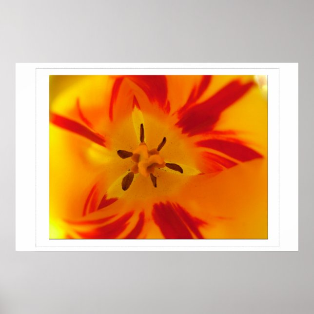Póster Imagem macro de tulipa vermelha amarela (Frente)