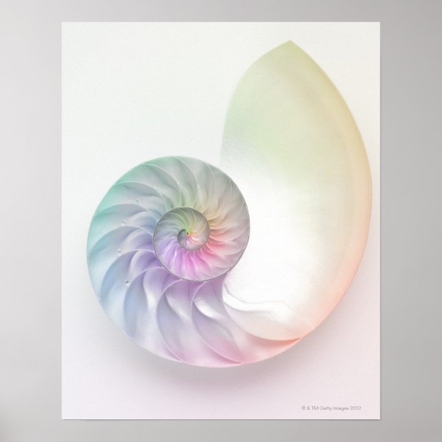 Póster Imagem náutil colorida artística (Frente)