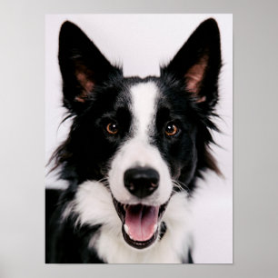 Póster Imagens de Getty   A border collie de sorriso