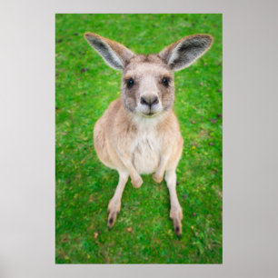 Póster Imagens Getty Baby Kangaroo