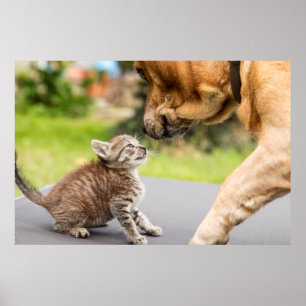 Poster Imagens Getty Cachorros E Gatos Apaixonados