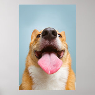 Póster Imagens Getty   Corgi muito feliz