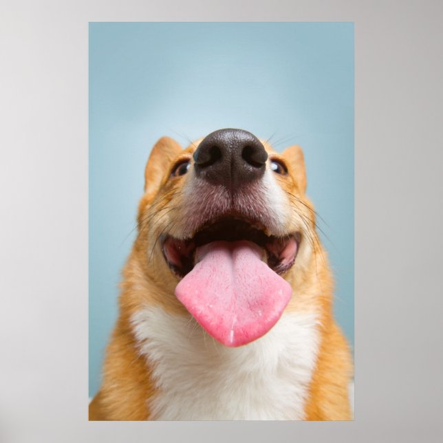 Póster Imagens Getty | Corgi muito feliz (Frente)