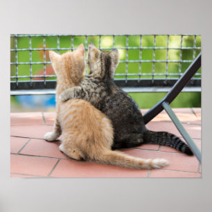 Póster Imagens Getty Dois gatinhos numa sacada