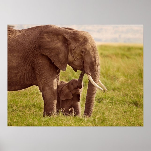 Póster Imagens Getty | Elefante e bebê (Frente)
