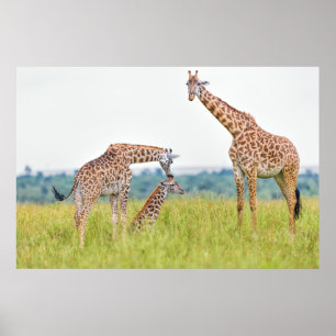 Poster Imagens Getty Família Giraffe