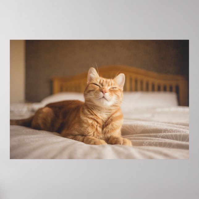 Póster Imagens Getty | Gato Sonolento (Frente)