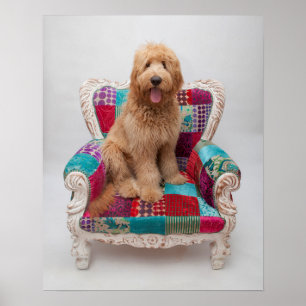 Póster Imagens Getty Goldendoodle