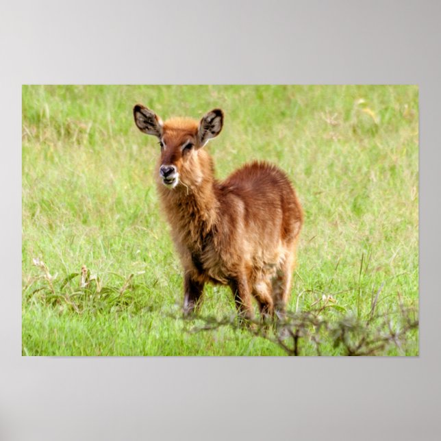 Poster Imagens Getty | Jovem Marrom Antelope Waterbuck (Frente)