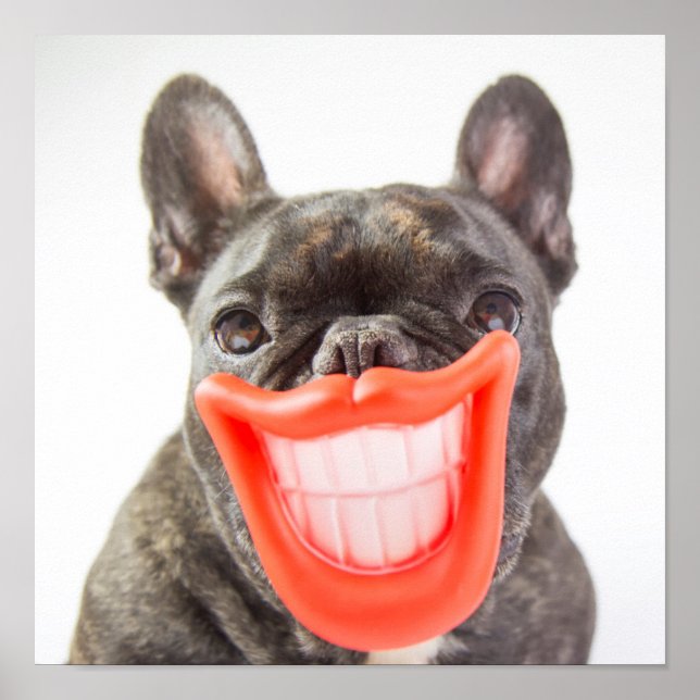 Póster Imagens Getty | Um Cachorro Sorridente (Frente)