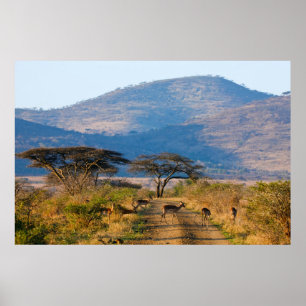 Poster Impala (Aepyceros Melampus), Hluwe-Umfolozi
