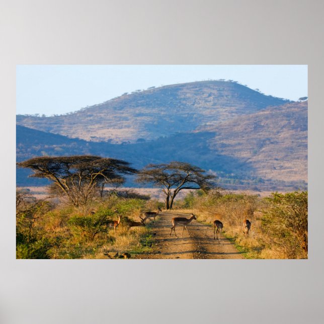 Poster Impala (Aepyceros Melampus), Hluwe-Umfolozi (Frente)