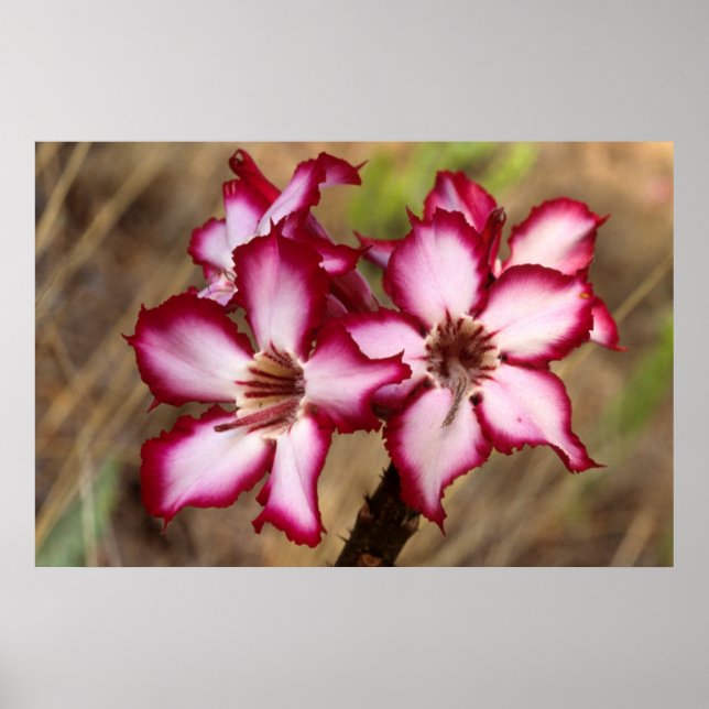 Poster Impala Lily (Adenium Multiflorum), Kruger (Frente)