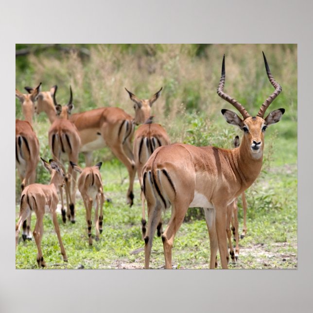 Poster Impala No Delta Do Okavango (Frente)