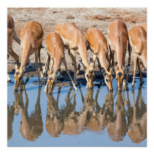 Póster Impalas no cais