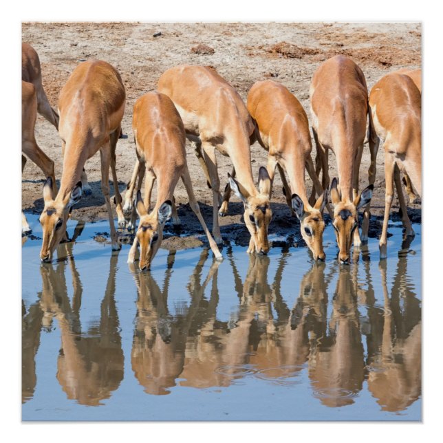 Póster Impalas no cais (Frente)