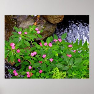 Póster Impatiens selvagem e samambaias