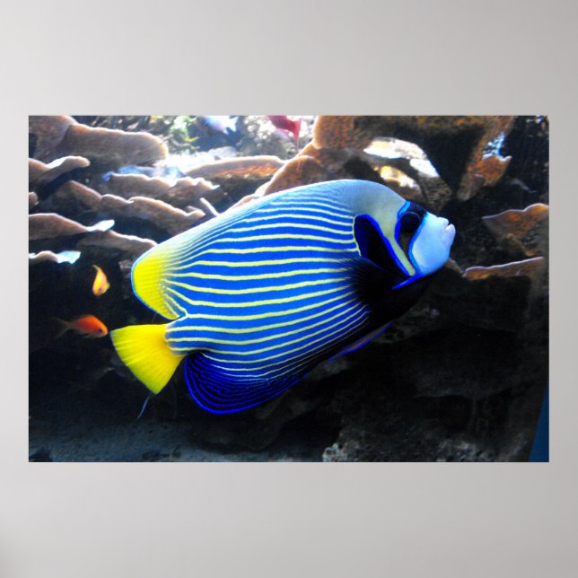 Poster Imperador Angelfish (Frente)