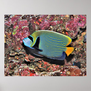 Poster Imperador Angelfish