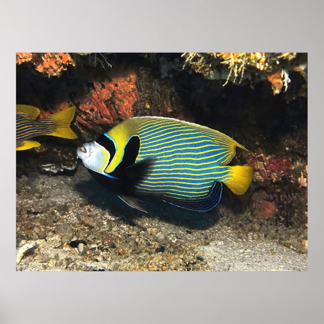 Poster Imperador Angelfish de Raja Ampat (Frente)