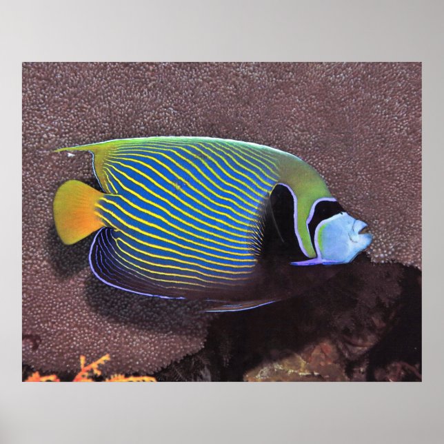Poster Imperador Angelfish II (Frente)