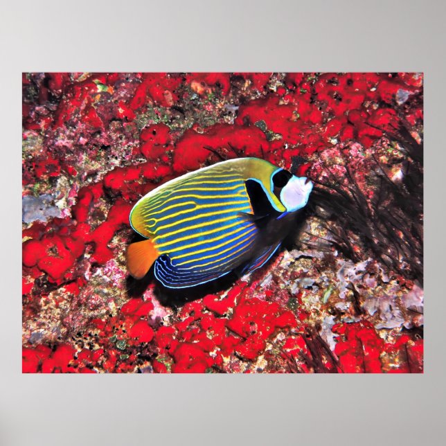 Poster Imperador Angelfish nas Maldivas (Frente)