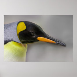Poster Imperador Penguin Retrato Close-Up