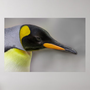 Poster Imperador Penguin Retrato Close-Up