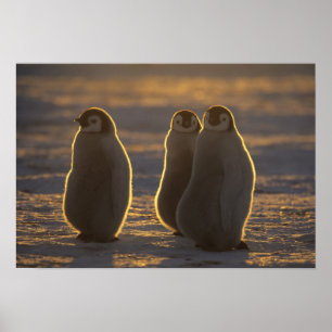 Poster Imperador Pinguins, Aptenodytes forsteri), 2