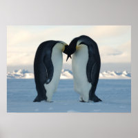 Imperador Pinguins beijando