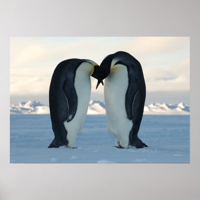 Poster Imperador Pinguins beijando (Frente)