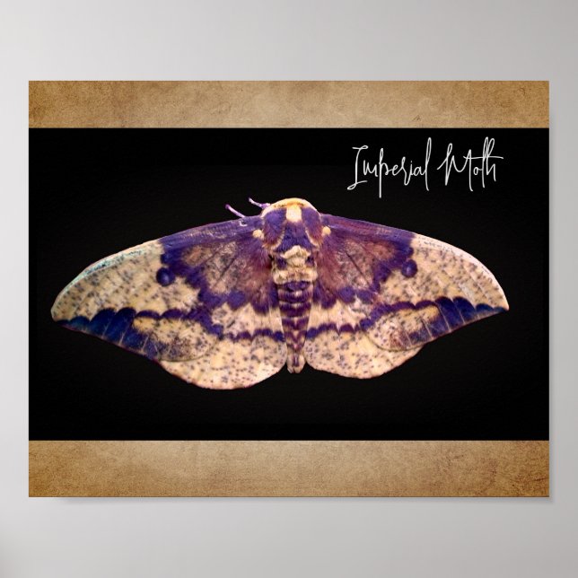 Poster Imperial Moth (Frente)