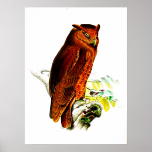 Poster Impressão