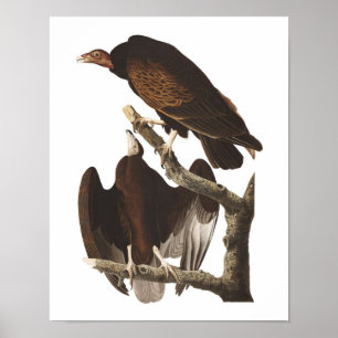 Poster Impressão