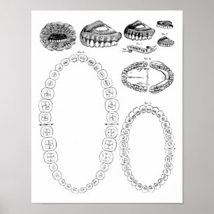 Poster Impressão de Gráfico dentário antigo