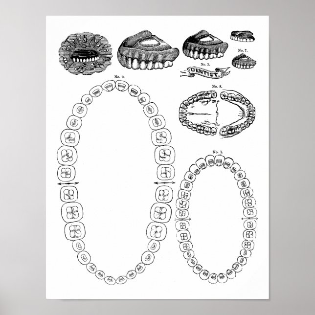 Poster Impressão de Gráfico dentário antigo (Frente)